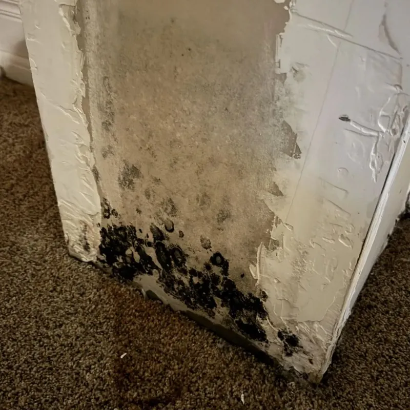 Professional Mold Removal in Malibu, CA